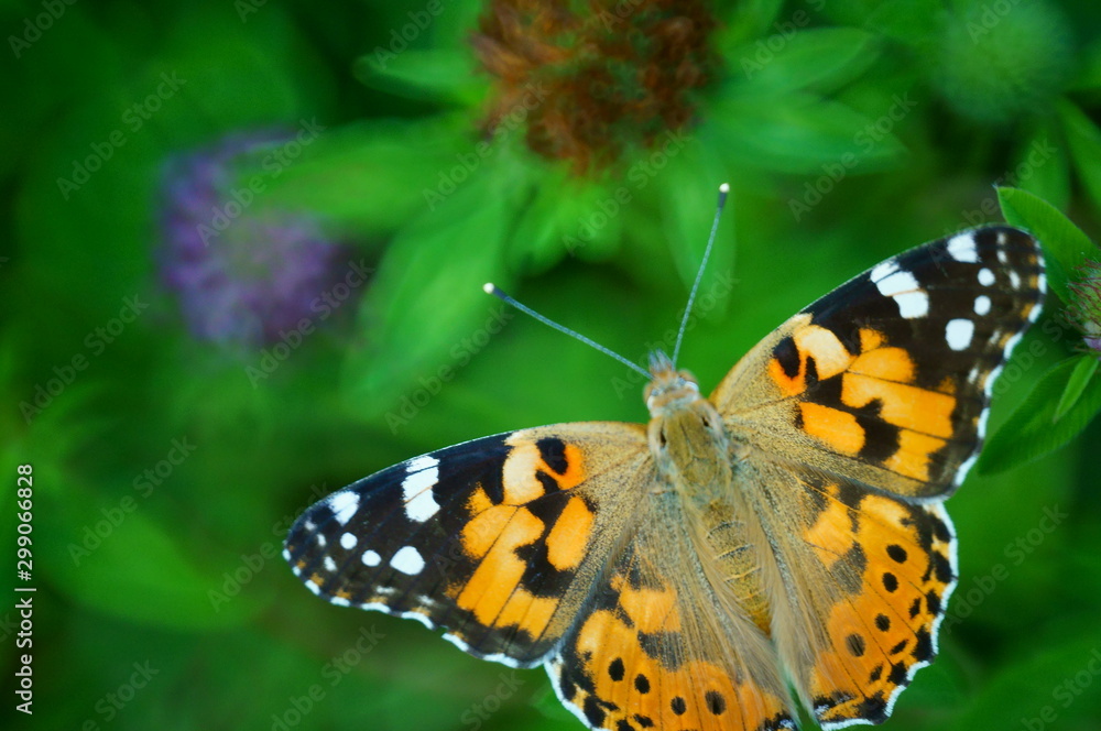 Butterfly in wild flowers. Insects in nature. Butterfly in wild flowers. Insects in nature.