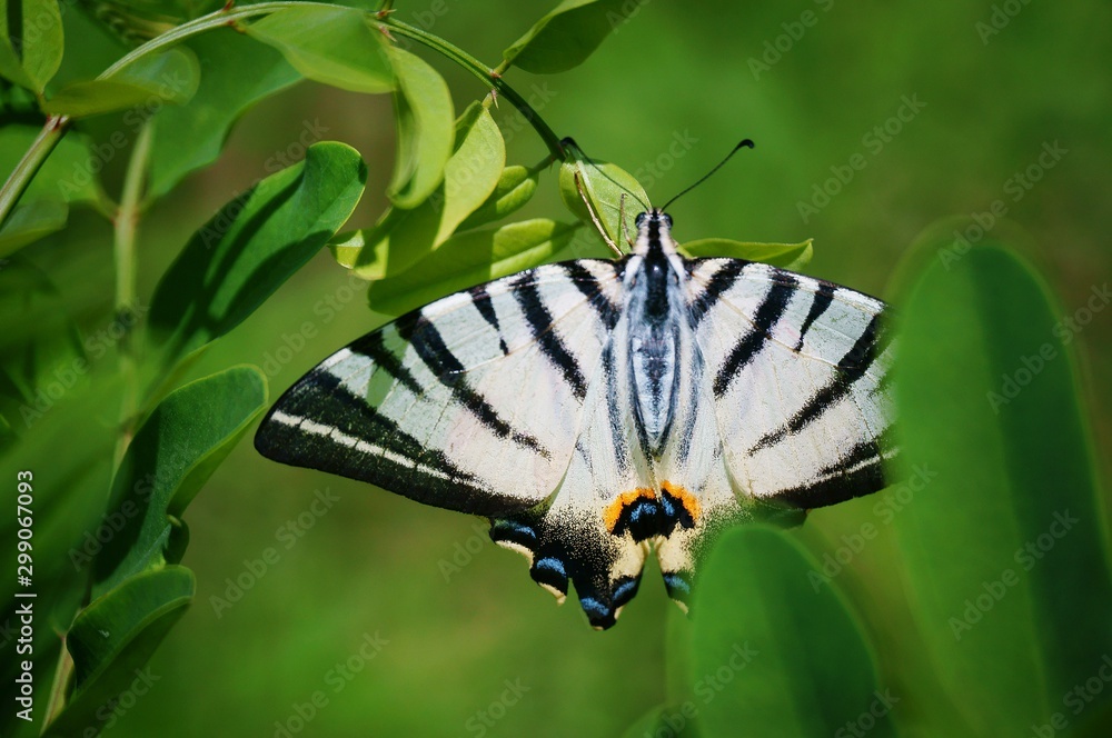 Naklejka premium butterfly on a flower