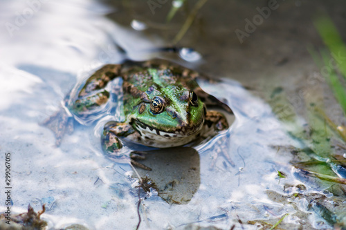 Green frog sitting in water