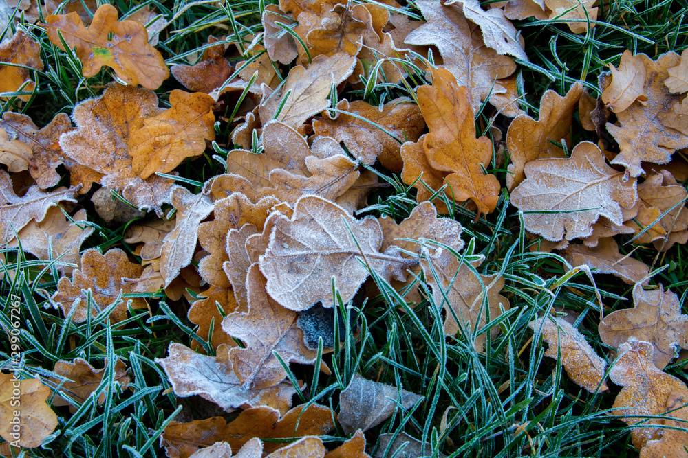Frozen oak leafs. Hoarfrost on withered leaves.