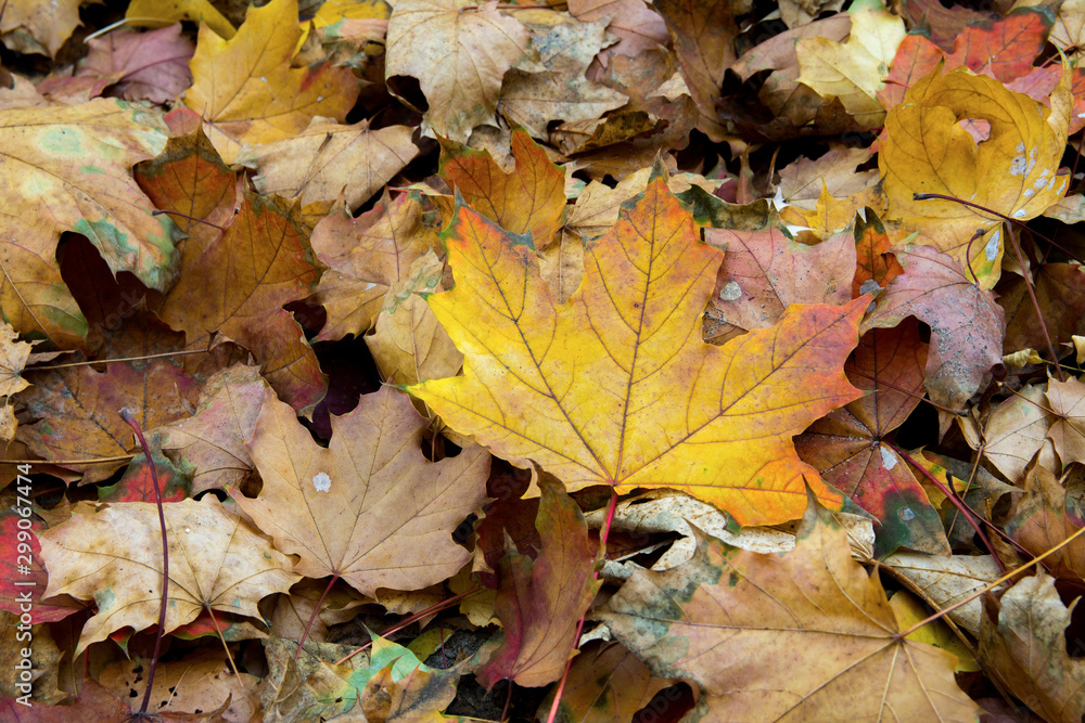 Yellow leaves on ground close up Yellow leaves on ground close up
