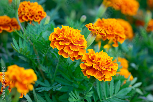 Orange Marigold flowers or Tagetes erecta in the garden