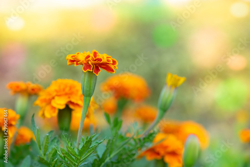 Orange Marigold flowers or Tagetes erecta in the garden