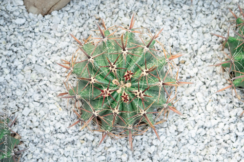 Mammillaria compressa cactus photo