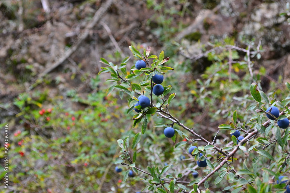 prunelle automne bleu prunelle automne bleu