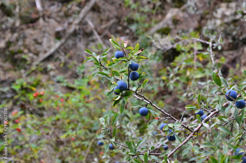 prunelle automne bleu