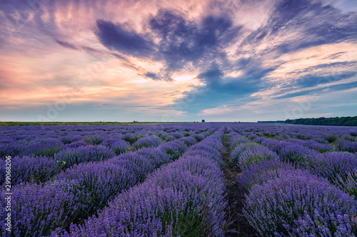 Blooming scented lavender flower fields in endless rows. Sunset field.