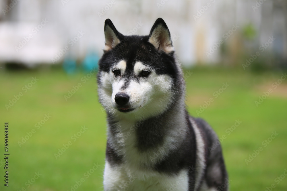 Portrait of siberian husky black and white colours. Dog portrait in the park.