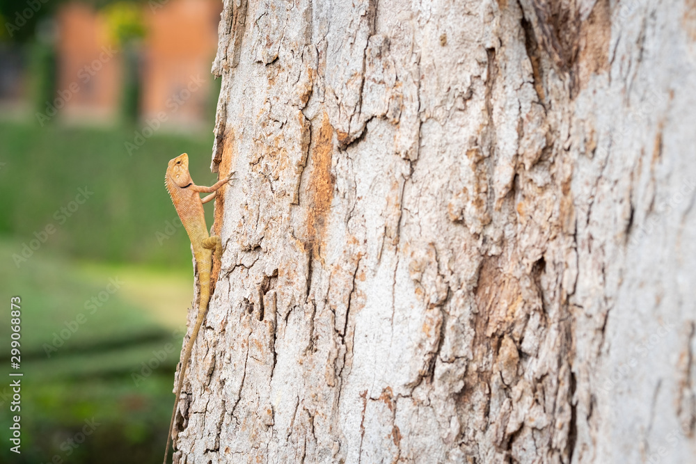 Obraz premium Close up of the eastern garden fence lizard or changeable lizard or Calotes Versicolor climbing up the tree
