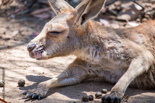 Baby Kangaroo in the Zoo in Queensland 