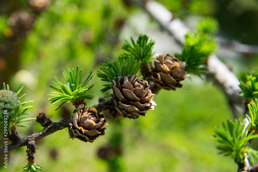 European Larch tree (Larix decidua) cones on a branch European Larch tree (Larix decidua) cones on a branch