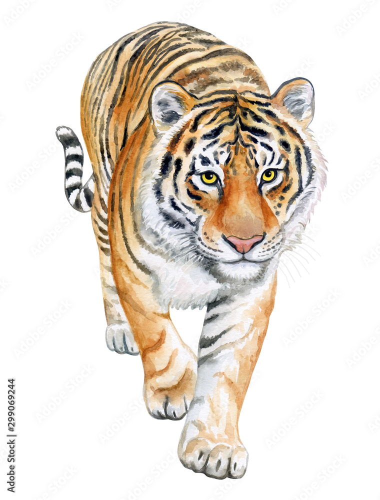 Tiger walking isolated on white background. Watercolor. Illustration. Template. Handmade.