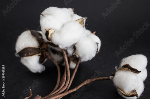 cotton with branch black background