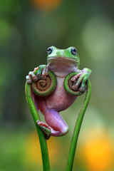 Australian white tree frog on leaves, dumpy frog on branch, animal closeup, amphibian closeup