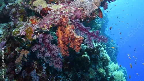 View of several beautiful orange and violet Dendronephthya sp. corals, witha coral hind (Cephalopholis miniata) sneaking behind, Marsa Alam, Egypt