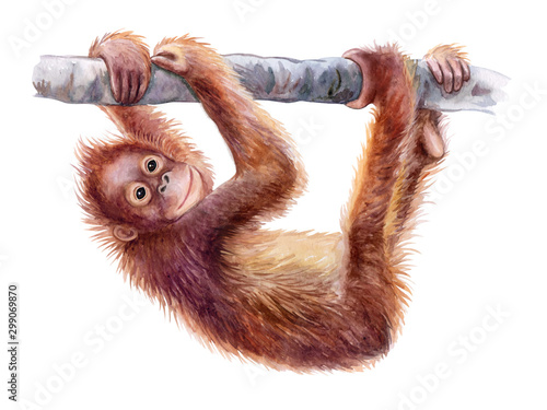 Obraz na płótnie Dziecko orangutana. Realistyczna czerwona małpa na drzewie kolorowy na białym tle. Akwarela. Ilustracja. Szablon. Zbliżenie. Obrazek. Rysunek odręczny. Obraz