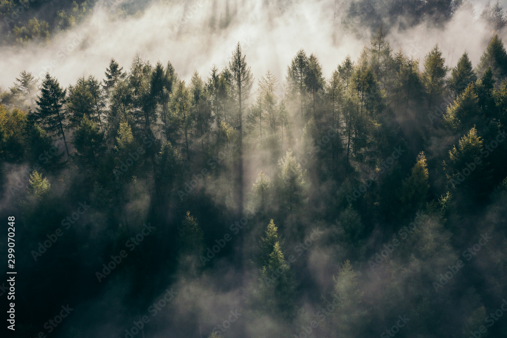 Der Teutoburger Wald im Nebel - obrazy, fototapety, plakaty 