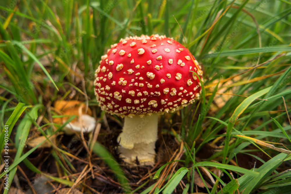 Fly agaric Amanita muscaria in the forest Fly agaric Amanita muscaria in the forest