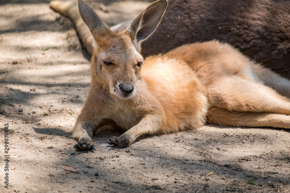 Baby Kanagroo in the Zoo in Queensland 