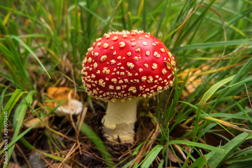 Fly agaric Amanita muscaria in the forest