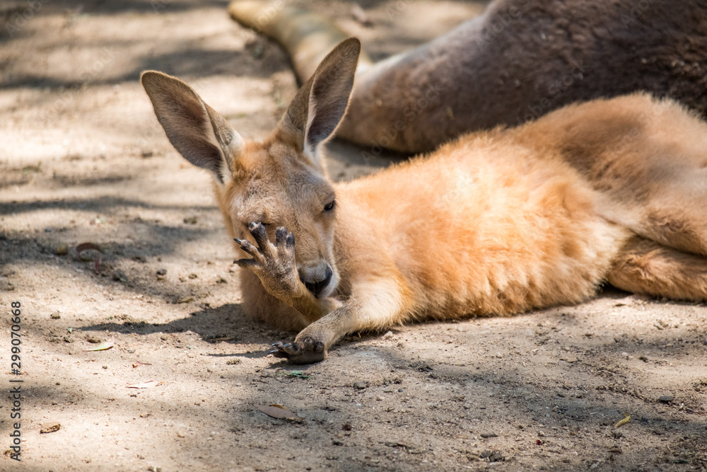 Baby Kanagroo in the Zoo in Queensland Baby Kanagroo in the Zoo in Queensland