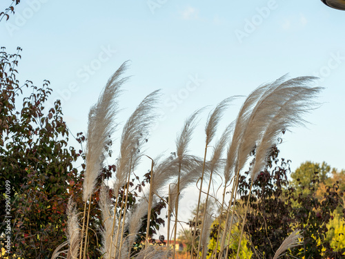 silver grass in field