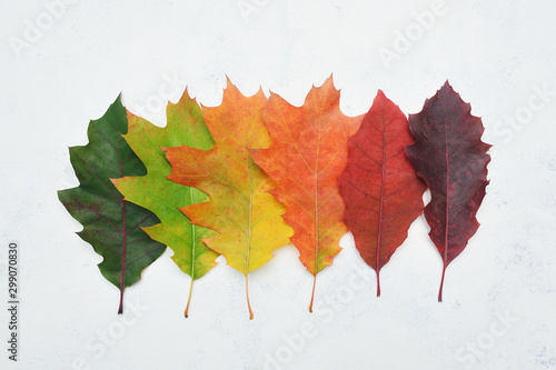 Isolated autumn gradient leaves on white background. fall flat lay, top view creative objects. Elements for Thanksgiving day design