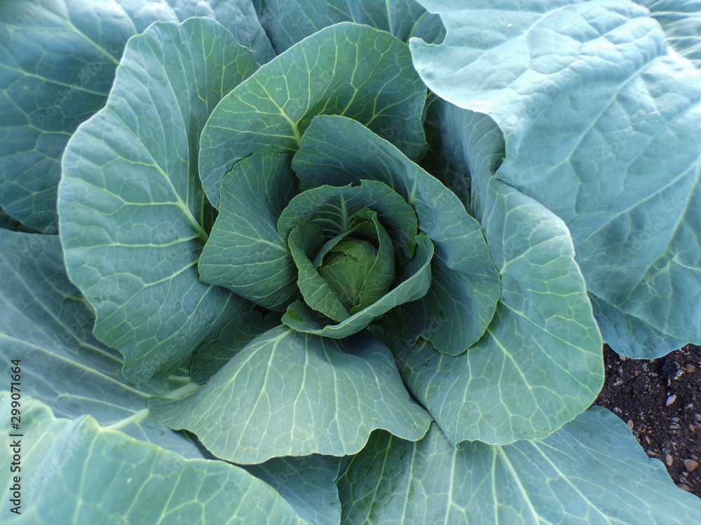Obraz premium Cabbage which is just beginning to form its head. Healthy vegetables are good for health. Growing vegetables in the garden.