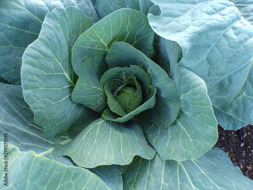 Cabbage which is just beginning to form its head. Healthy vegetables are good for health. Growing vegetables in the garden.