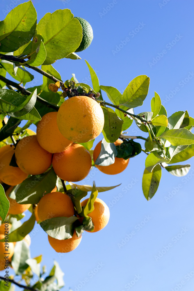 Spain – Frigiliana – Costa del Sol :  Oranges growing in a bunch with a clear blue sky for copy space. Picture might be used for illustrating healthy eating or to emphasise holiday sunshine.