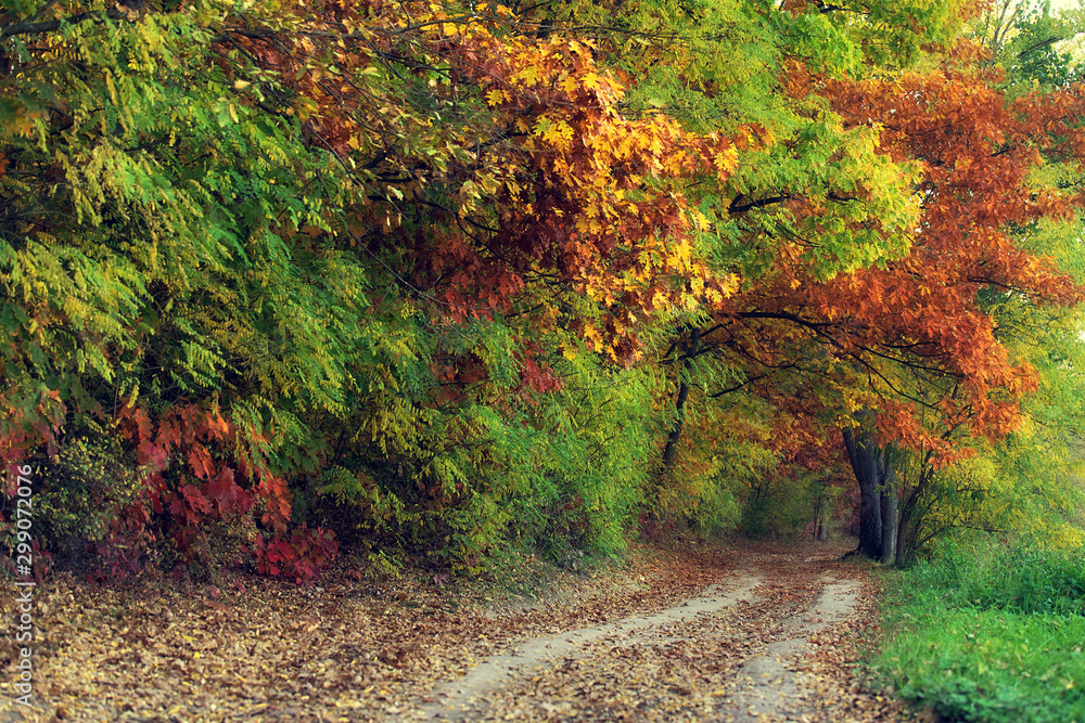 Dirt road in the colorful forest