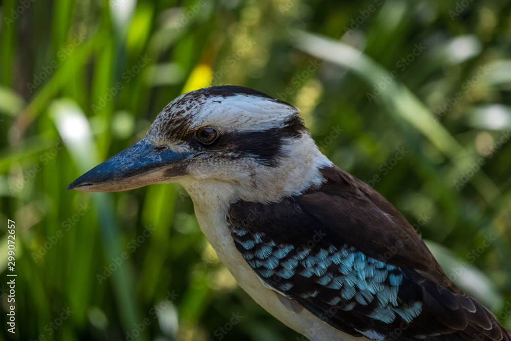 Fototapeta premium Laughing kookaburra sitting on a sign in Queensland 
