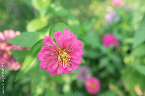 Beautiful bright chrysanthemum flower on the background