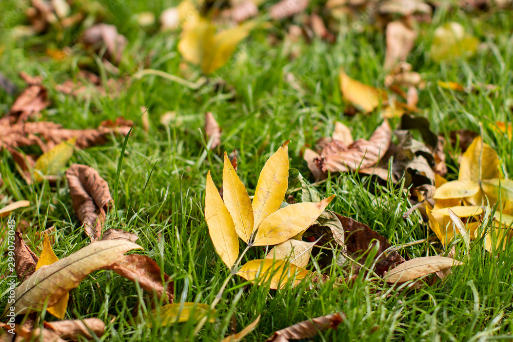 Yellow fallen leaves on the ground close-up Yellow fallen leaves on the ground close-up