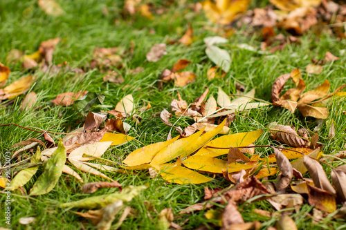 Yellow fallen leaves on the ground close-up