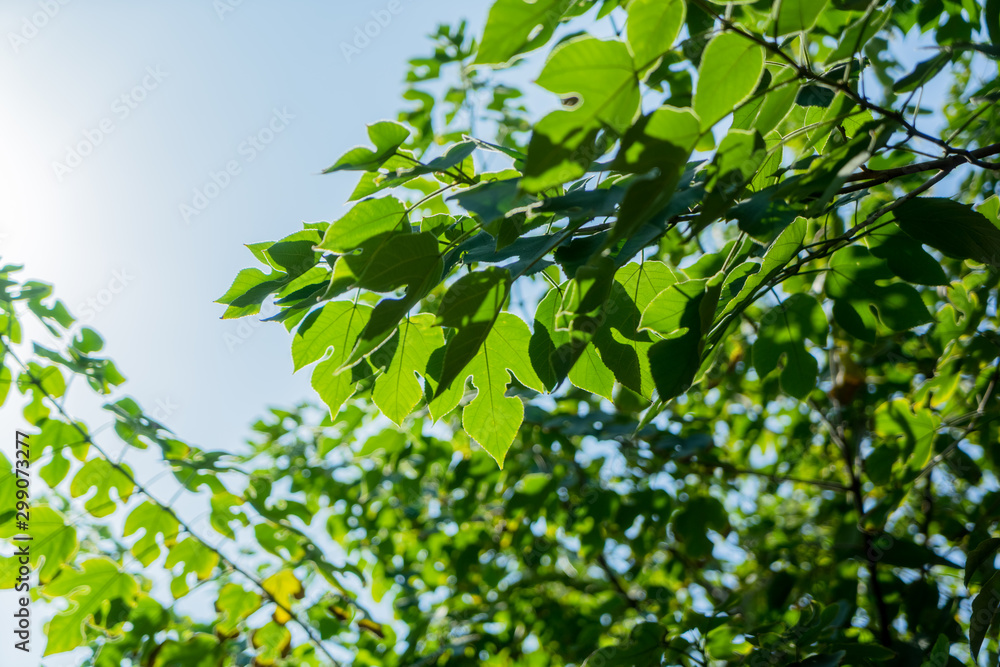 fresh leaves against blue sky