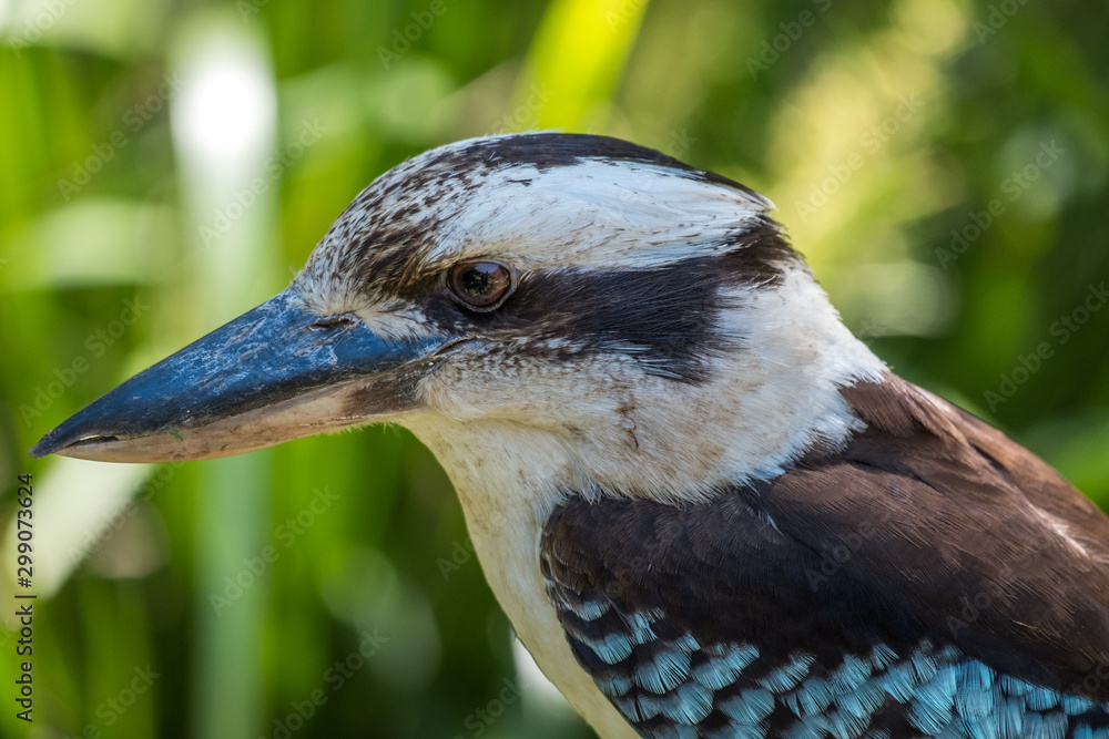 Close up of a laughing kookaburra in Queensland Close up of a laughing kookaburra in Queensland