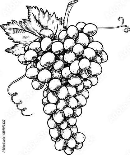 vector illustration of bunch of grape, hand drawn style, engraving style