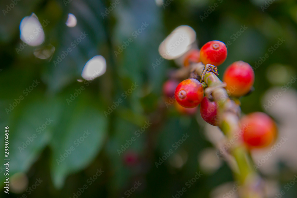 Fresh red coffee berries beans background. arabica coffee berries in organic coffee plantation. Fresh red coffee berries beans background. arabica coffee berries in organic coffee plantation.