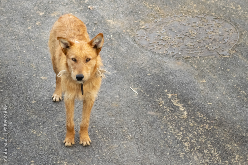 Naklejka premium Brown stray dog with rope collar staring