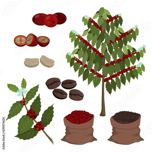 Coffee tree, coffee berries and beans. Set of isolated cartoon objects on white background