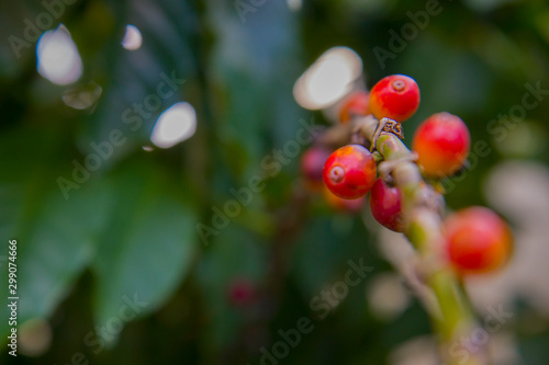 Fresh red coffee berries beans background. arabica coffee berries in organic coffee plantation.
