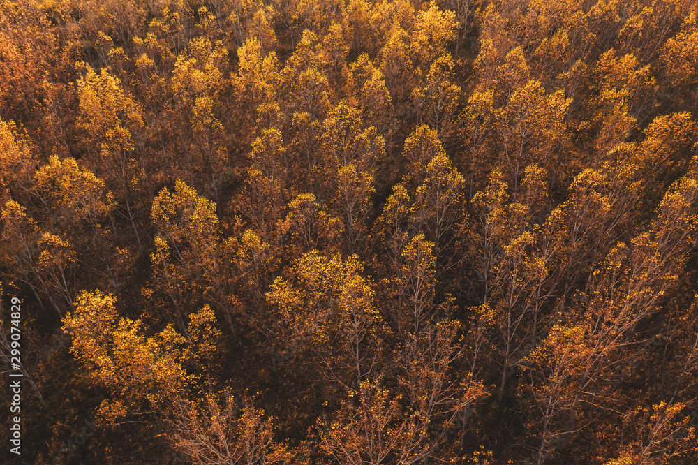 Aerial view of aspen tree forest in autumn sunset