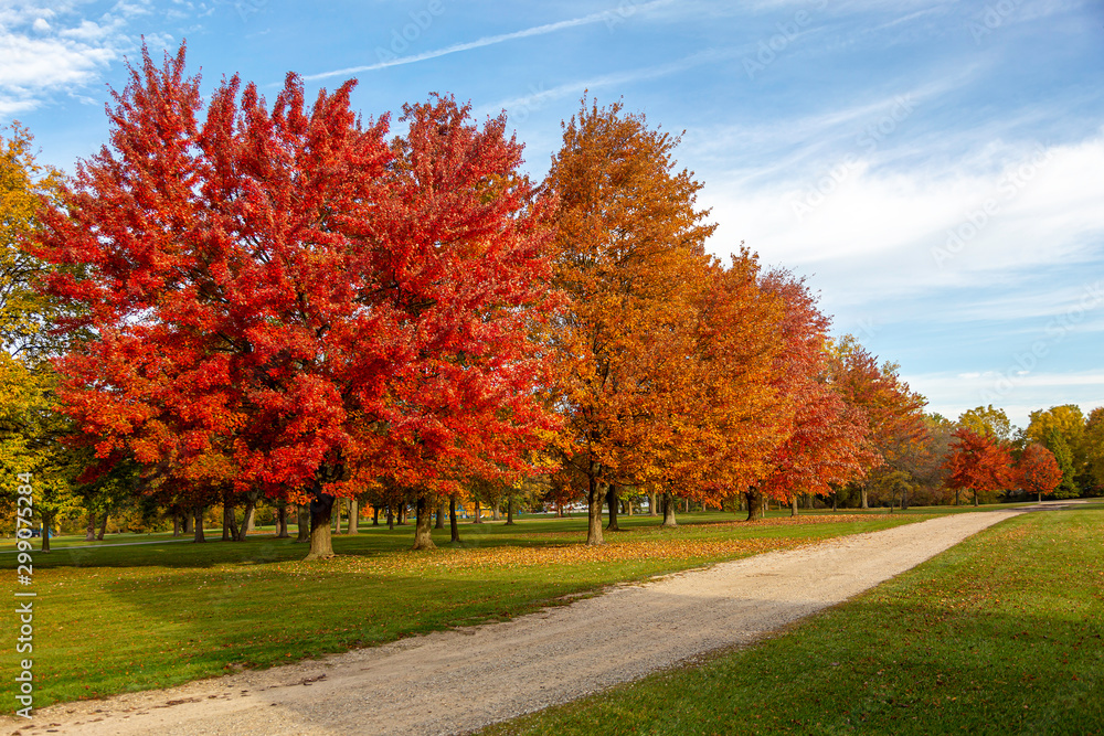 Naklejka premium Fall Color Park View