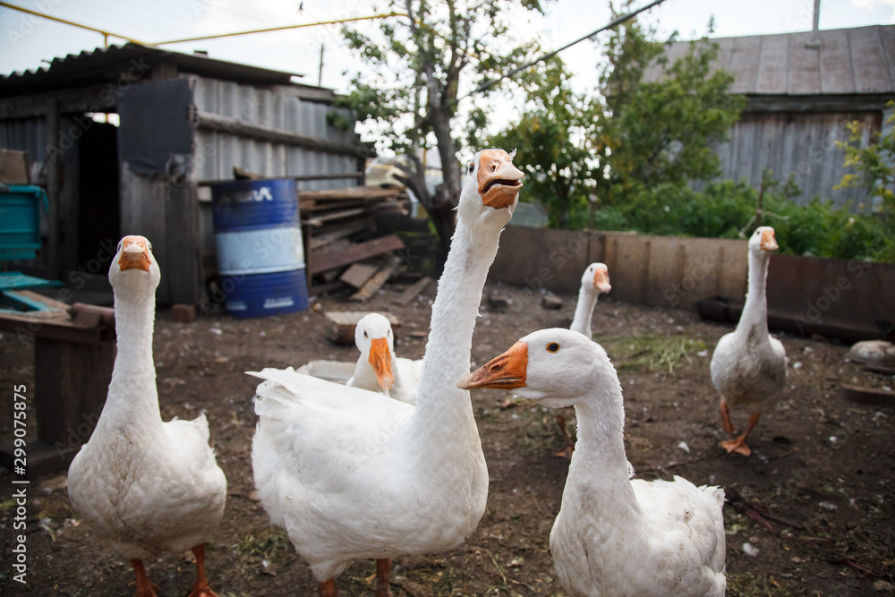 Obraz premium Group of White Goose in the garden 