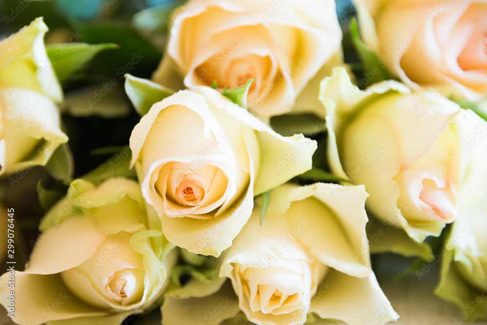 Fresh white roses arranged in a bouquet Fresh white roses arranged in a bouquet