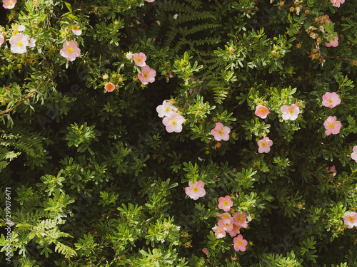 Potentilla ou Dasiphora fruticosa  |  Buisson de potentille arbustive aux fleurs rose et blanches photo