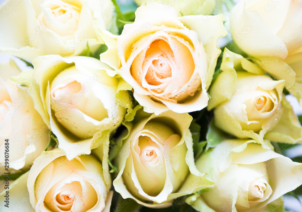 Fresh white roses arranged in a bouquet