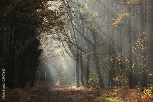 Fototapeta Naklejka Na Ścianę i Meble -  A path among oaks through the forest on a late autumn morning