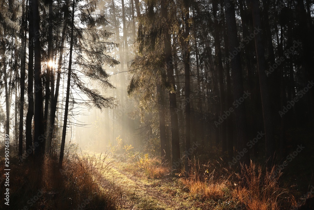 Fototapeta premium Trail through a coniferous forest during sunrise in foggy weather
